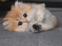 Sevecen sarı uzun tüylü ny12 british longhair