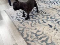 French Bulldog Köpeğimiz İçin Ulaşınız