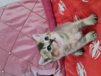 Golden British Shorthair