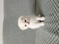 Safkan British Longhair Yavrular