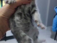 Yeni doğan scottish fold bebekler