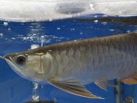 Golden RedTail Arowana 35-40 cm