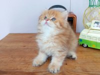 Efsane Saf kan Golden Longhair Dişi Erkek Bebeklerim