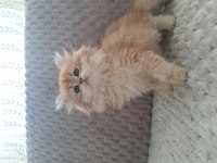 British Longhair Kedim