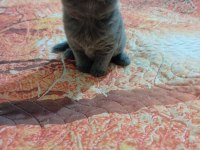 5 adet yavru british shorthair