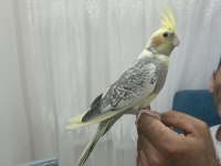 Sultan papağanı