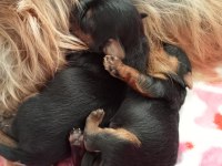 Orjinal 2 erkek yorkshire terrier