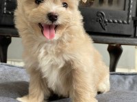 Eğitilebilir Toy Poodle Yavruları ile Evinize Neşe Katın
