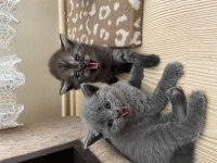 British shorthair erkek ve dişi