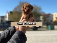 Orijinal Toy Poodle