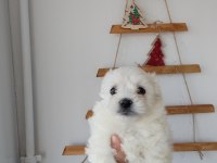 Aşılı maltese terrierler