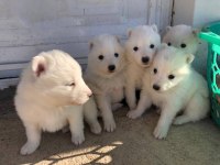Samoyed yavrularımız ırk garantilidir