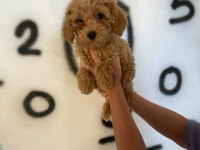 Toy poodle bebekler orijinal Wc eğitimli ev üretimi
