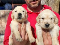 Golden Retriever Yavrularım