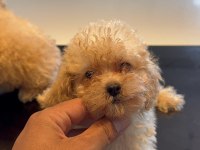 Toy Poodle dişi