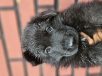Fci scr alman çoban köpeği