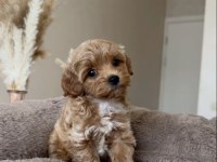 Maltipoo Safkan Köpekler