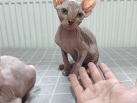 Naked Beauty Sphynx Cattery