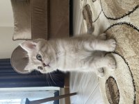 British shorthair kızımın yavrusu