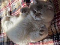 2 yaş erkek british shorthair sahiplendirilecektir