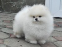AŞIK OLACAĞINIZ KALİTEDE ZİRVE BİR POMERANİAN ERKEĞİMİZ