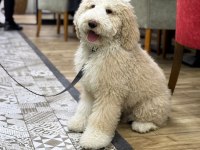 Giant Poodle
