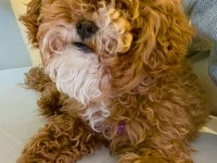 9 AYLIK DİŞİ TOY POODLE
