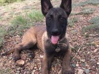 Malinois Yavrular