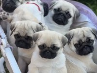 Pug Yavrular