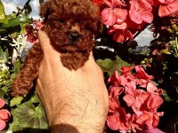 Kore Mikro Dark Brown Poodle