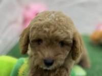 Erkek dişi üst kalite maltipoo köpekler