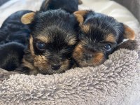 Erkek ve dişi safkan yorkshire terrier bebekler