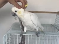 Evcil konuşan çok güzel erkek kakadu