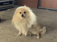 Pomeranian spitz 1.5 yaşında erkek