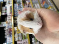 Ginepig Yavrularımız