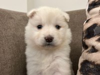 SAMOYED KARTOPU BEBEKLER