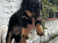 Macar kafa rottweiler