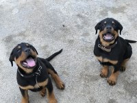 Üst Kalite Dev Rottweiler yavrular