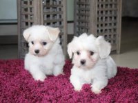 Maltese Terrier Teacup Minik Patiler