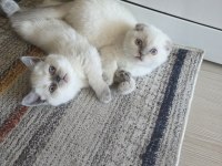 Kibar suratlı british shorthair kızım