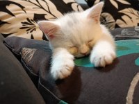İnsan aşığı british shorthair