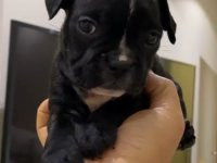 Fransız Bulldog Dişi Yavrular - Balıkesir, Bursa