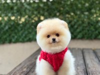 Teddy Bear Pomeranian Boo Yavrular