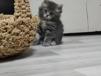 Biz hazırız british longhair