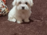 2 aylık maltese bebeklerimiz