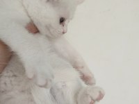 Farklı cins kedilerimiz vardır