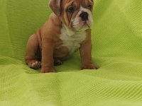 TUVALET EĞİTİMLİ İNGİLİZ BULLDOG YAVRUMUZ