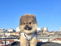 AYI SURAT POMERANİAN BOO YAVRULAR