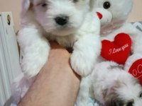 45 günlük maltese terrier bebekler