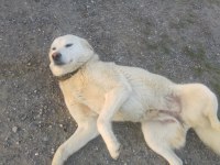 anne köpeğimiz ve iki kızına ömürlük yuva arıyorum